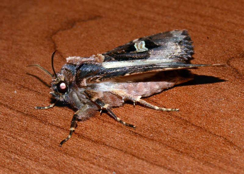 Nottuide da identificare